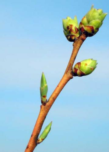 Plant buds signal the beginning of spring - MSU Extension